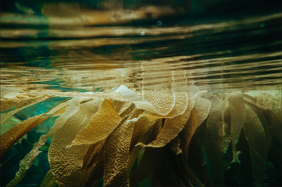 The Benefits of Kelp As A Biostimulant